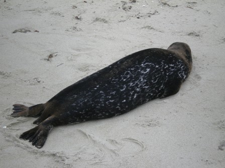 Black seal