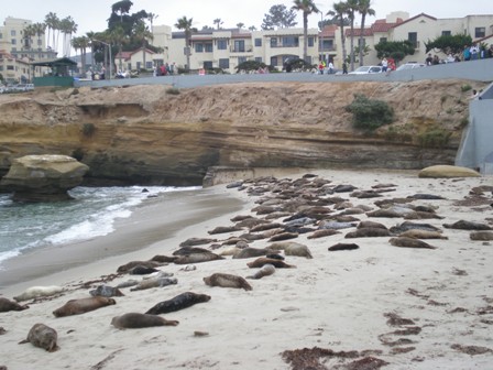 Seals